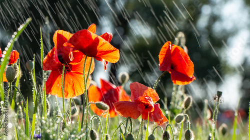 Photos Buds of a blooming wild poppy in a field after rain