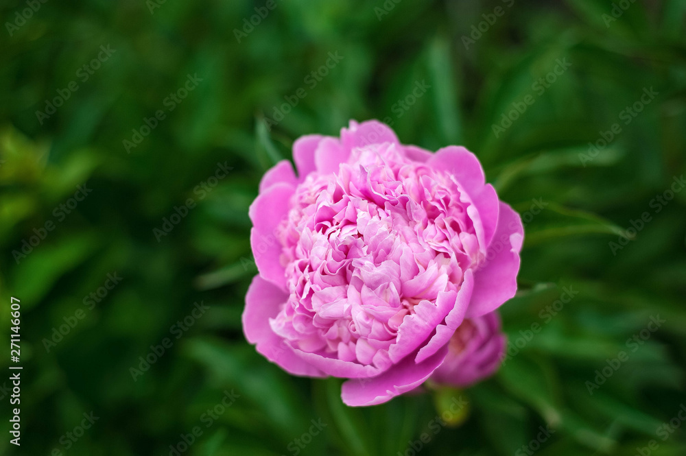 Group of fresh pink peonies in the garden in the summer. Closeup of beautiful purple Peony flower. Group of fresh pink peonies in the garden in the summer. Closeup of beautiful purple Peony flower.