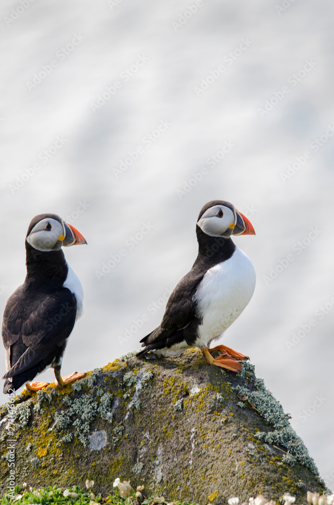 Pair of Puffins on a Cliff, Seabird Conservation Pair of Puffins on a Cliff, Seabird Conservation