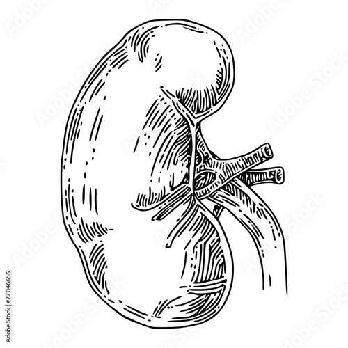 Human anatomy. Kidney. Sketch. Engraving style. Vector illustration.