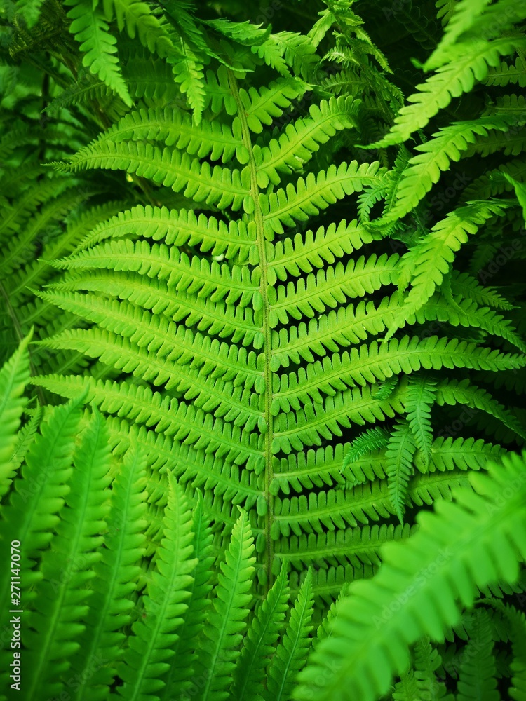 fern leaves on green background fern leaves on green background