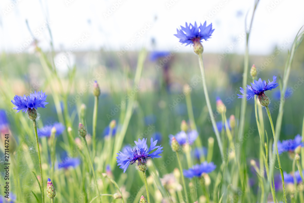 Beautiful flowers of a wolf on a green meadow on a warm summer day after the rain. Beautiful flowers of a wolf on a green meadow on a warm summer day after the rain.