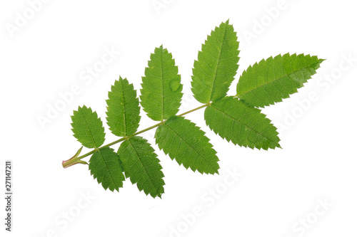 green leaves of rosehip isolated on white background