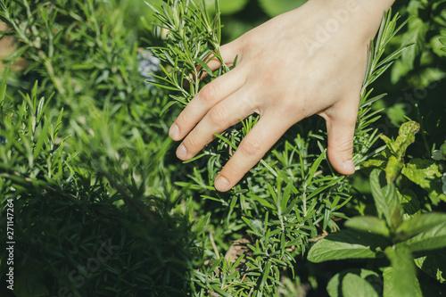 hands with plant