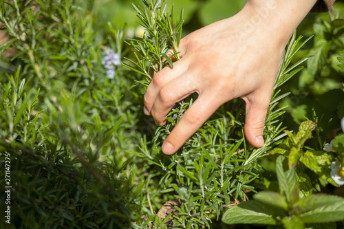 hand with grass