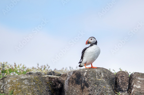 Puffin Seabird on Cliff © Walkerlee