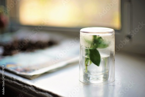 Plant in a glass of water for seedlings on the windowsill.