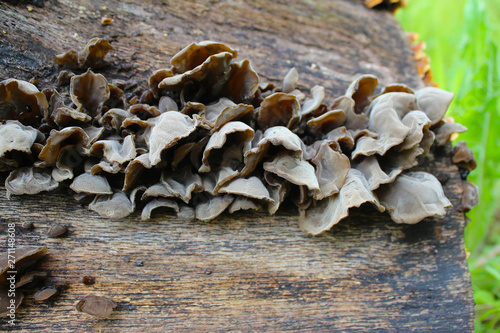 Auricularia auricula judae, known as the Jew's ear, wood ear, jelly ear on the hive, edible mushroom, macro photography, nature photo