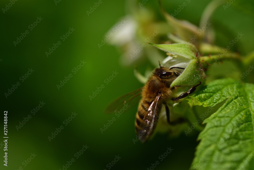 Nahaufnahme einer Biene im Garten bei der Nahrungssuche nach Pollen an einer Blüte