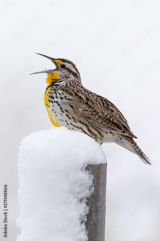 Fototapeta premium Singing Meadowlark in Snow