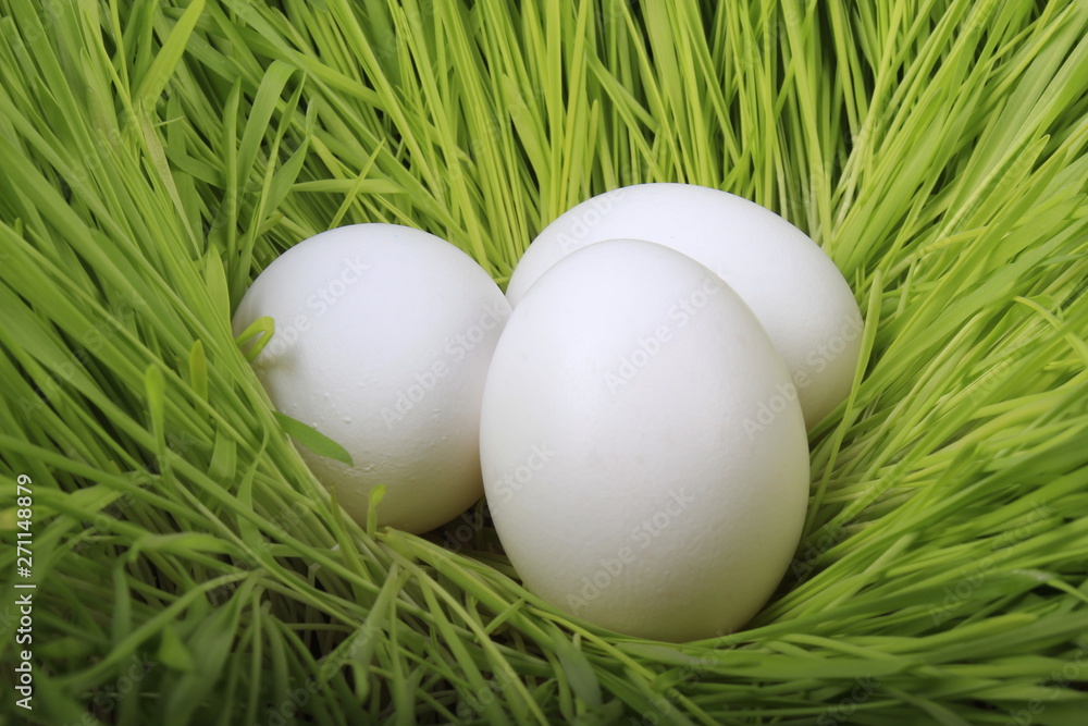 heap of white chicken eggs in green grass