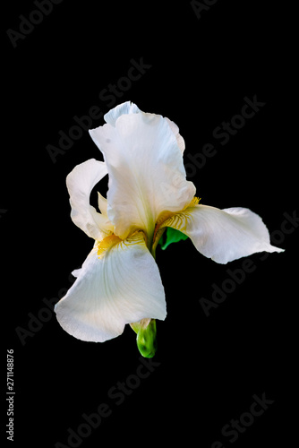 close up photo of bright colorful iris flower in the garden isolateds