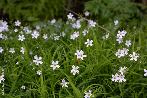 White flowers (stars of lanceolate) on a green glade in the forest on a sunny day. White forest flowers in summer