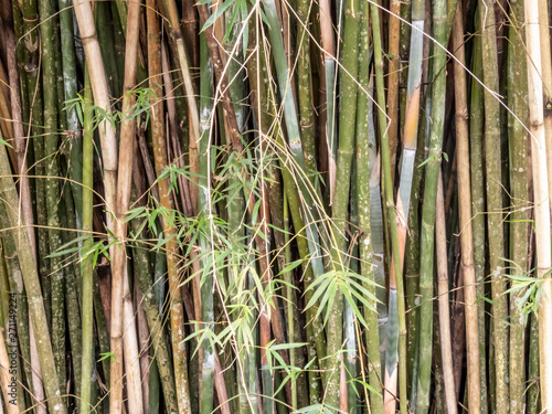 Bambu forest trees in Brazil