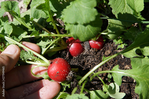 Foto Radieschen (Raphanus sativus) - frisch aus dem Hochbeet geerntet