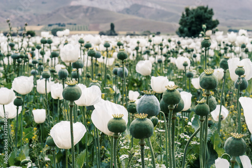 Opium is the dried latex obtained from the opium poppy,grow at Turkey