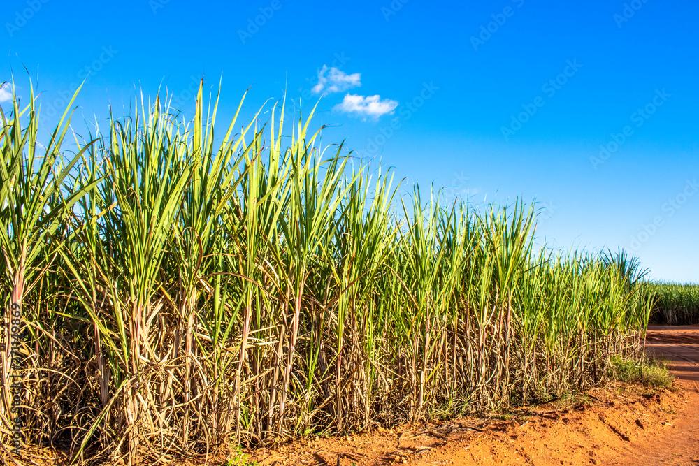 Sugar cane field and blue sky in Brazil