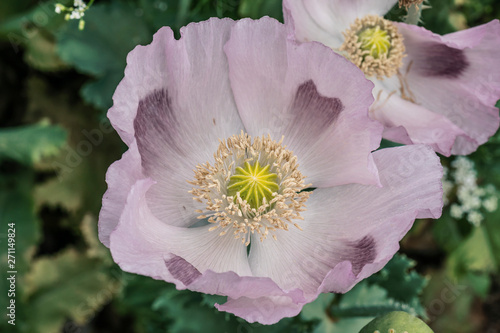 Opium is the dried latex obtained from the opium poppy,grow at Turkey
