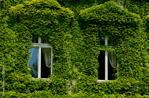 Quadro em tela old house windows with green overgrown ivy