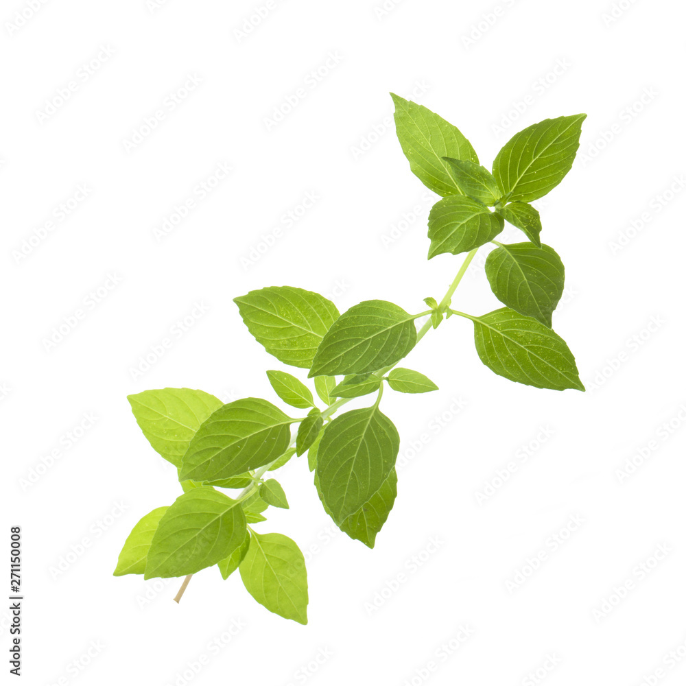 branch of fresh green basil isolated on white background branch of fresh green basil isolated on white background