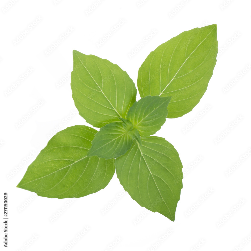 branch of fresh green basil isolated on white background branch of fresh green basil isolated on white background