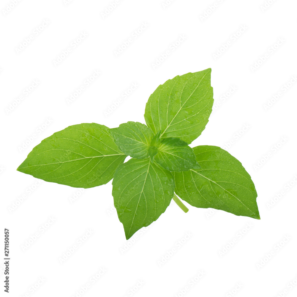 branch of fresh green basil isolated on white background branch of fresh green basil isolated on white background