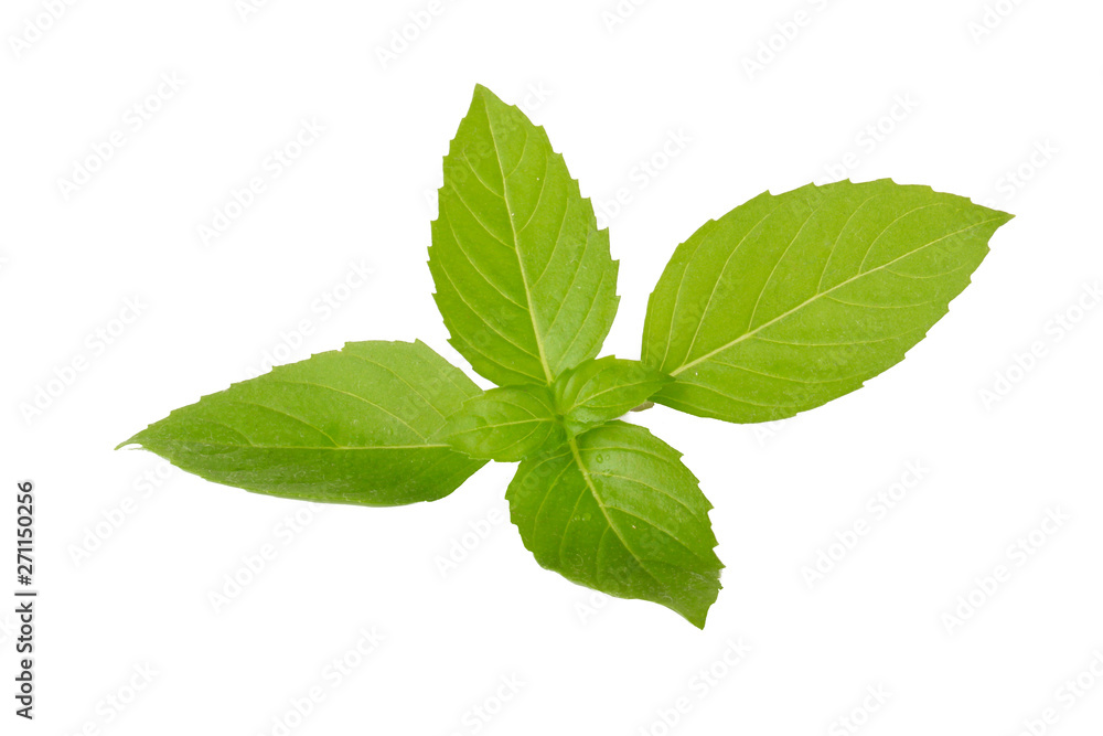 branch of fresh green basil isolated on white background branch of fresh green basil isolated on white background
