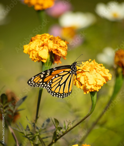 Monarch butterfly © Natasha