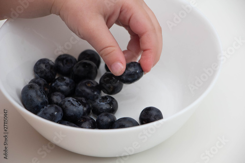Blueberries in the hands of a child. child's hand takes blueberries from a white bowl on a white background