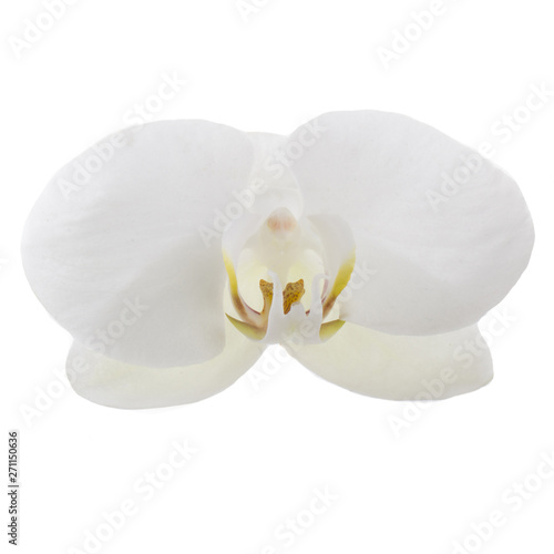 flower of white orchid isolated on white background