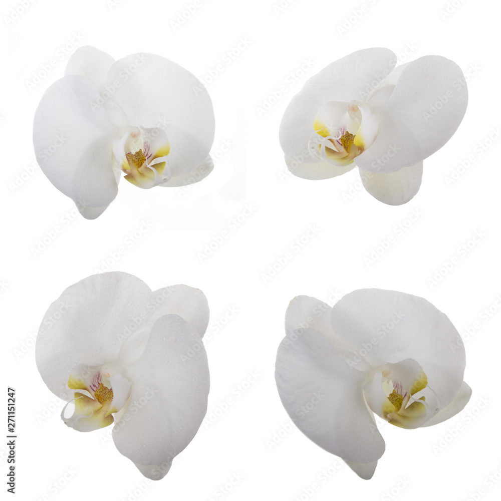 Fototapeta premium set of white orchid flowers isolated on white background