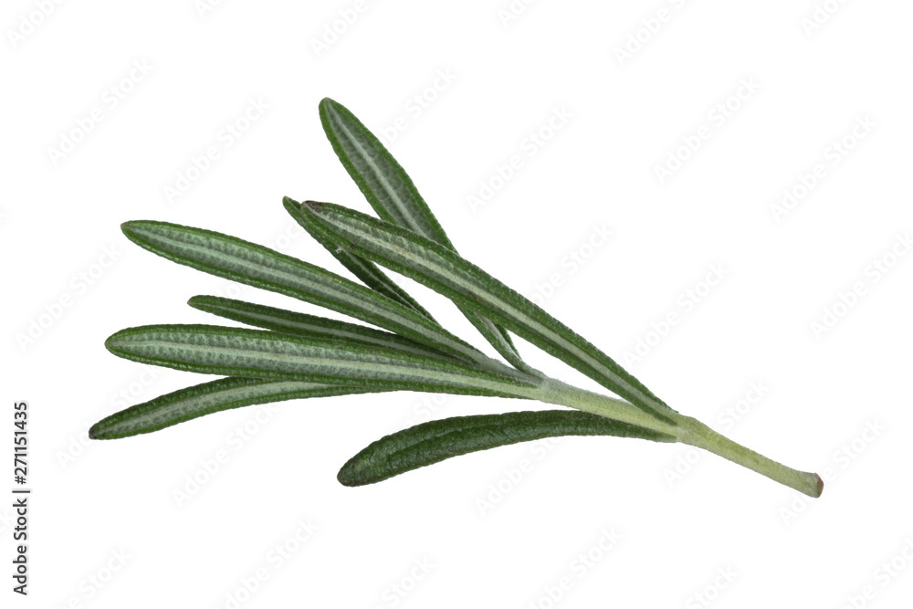 Fototapeta premium leaves of rosemary isolated on white bakcground