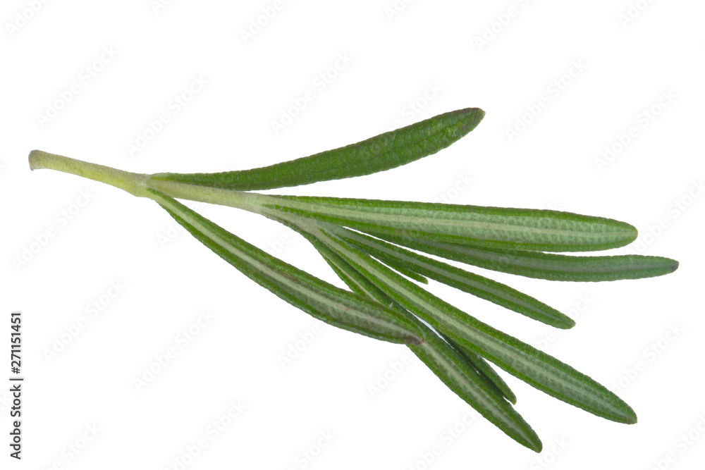 Fototapeta premium leaves of rosemary isolated on white bakcground
