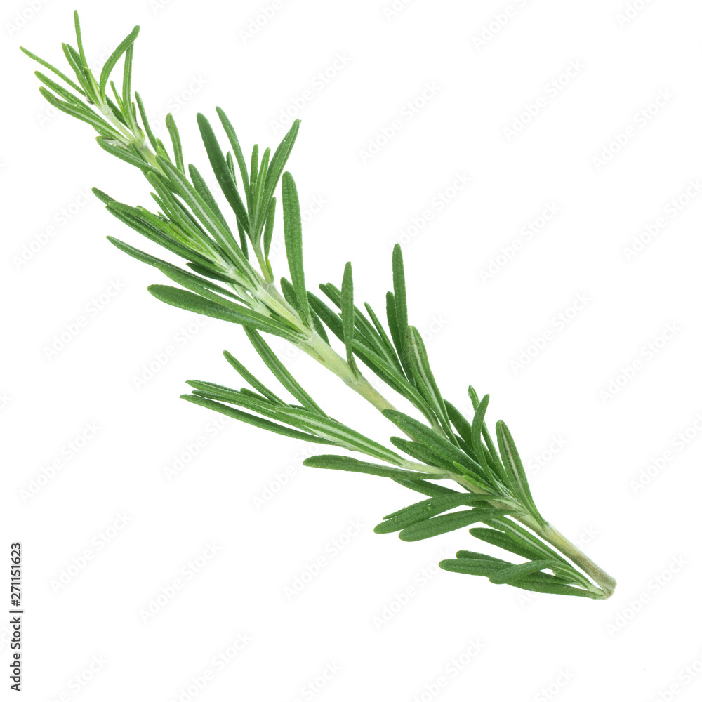 Fototapeta premium branch of rosemary isolated on white bakcground