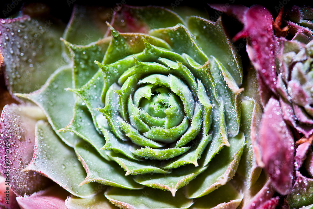 Obraz premium Arrangement of the succulents with water drops overhead.