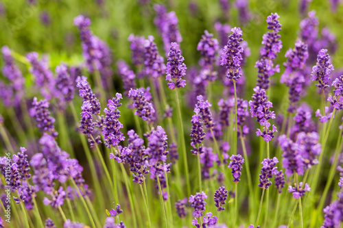 Soft focus on lavender flower  beautiful lavender flower
