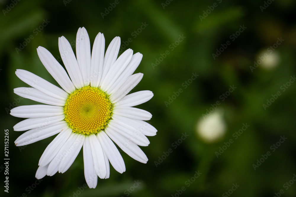 White daisy flower garden, with drops of dew on petals close-up White daisy flower garden, with drops of dew on petals close-up