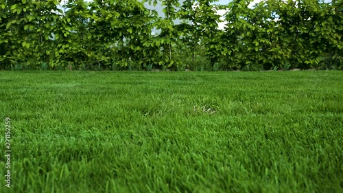 Beautiful view of front yard of private garden. Green grass lawn with  young bushes around the perimeter. Beautiful backgrounds.