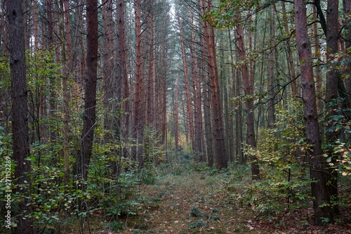 Wald bei Wiesenburg/Mark