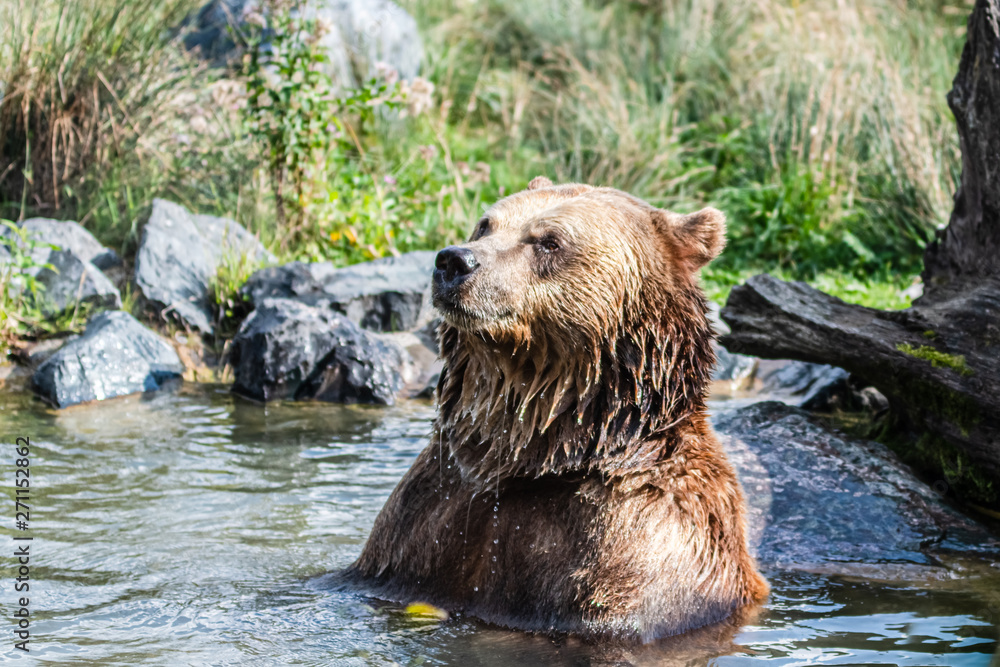 Fototapeta premium bain de toilette d'un ours brun