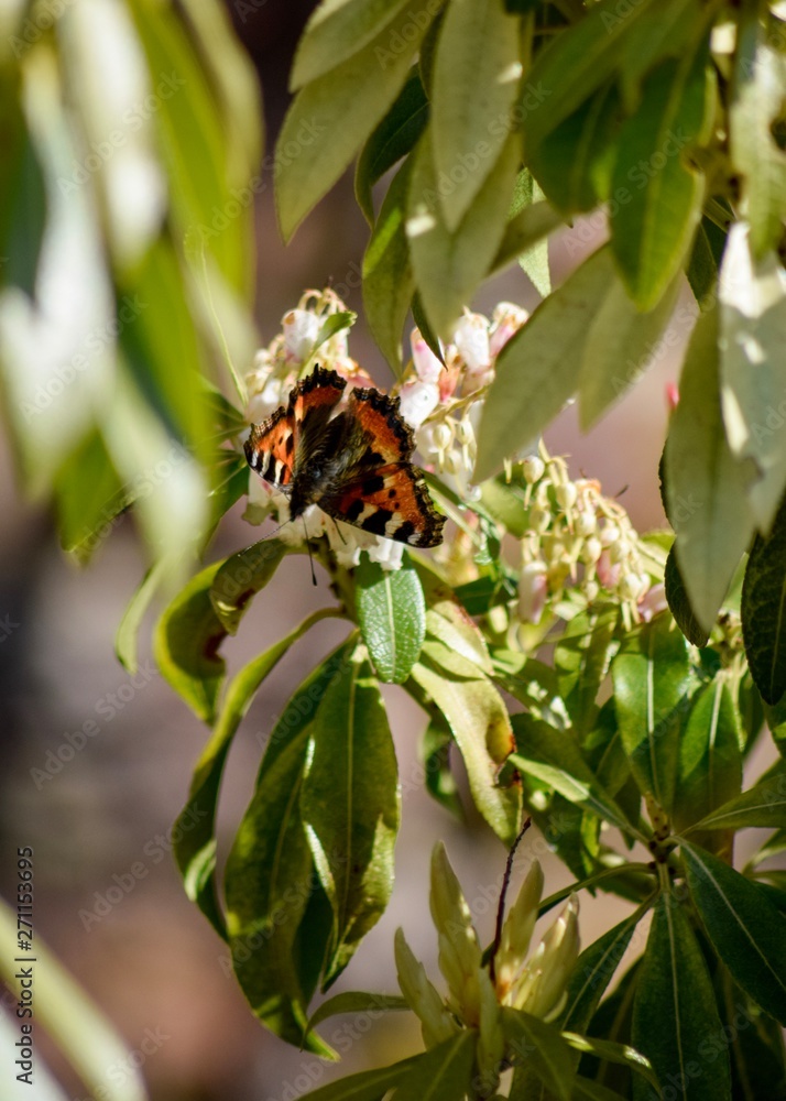 Butterfly on flowers