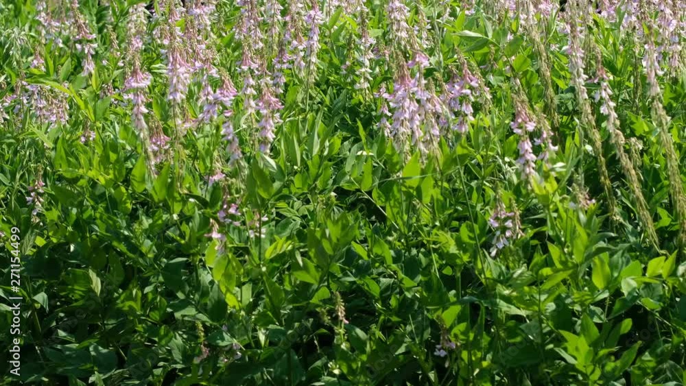 Beautiful pink field spring flowers sunny summer day video clip close-up Beautiful pink field spring flowers sunny summer day video clip close-up