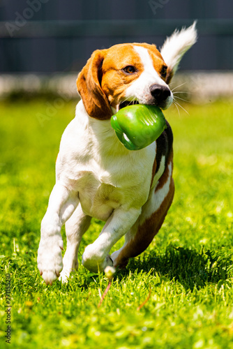 Fototapeta Naklejka Na Ścianę i Meble -  Beagle dog running with a toy in garden, towards the camera