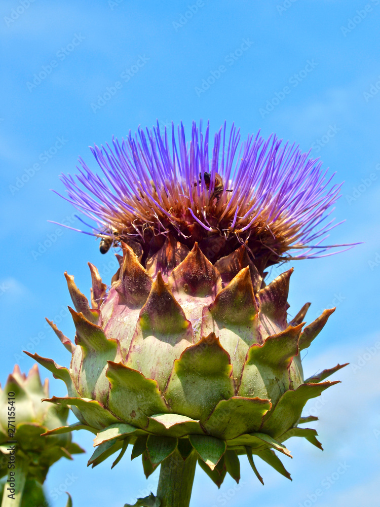 Macro of purple blooming artichokes Macro of purple blooming artichokes