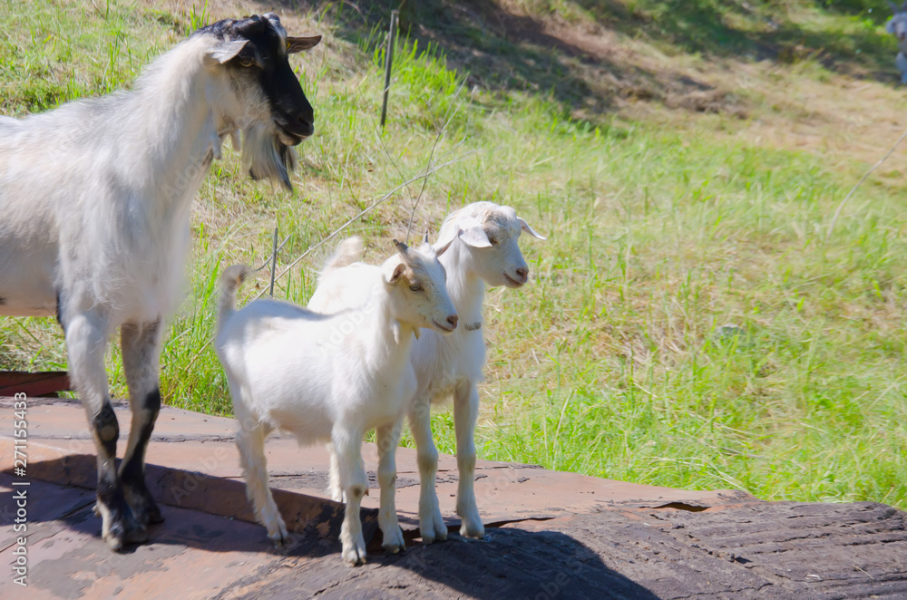 Obraz premium goat and goats on farm selective focus
