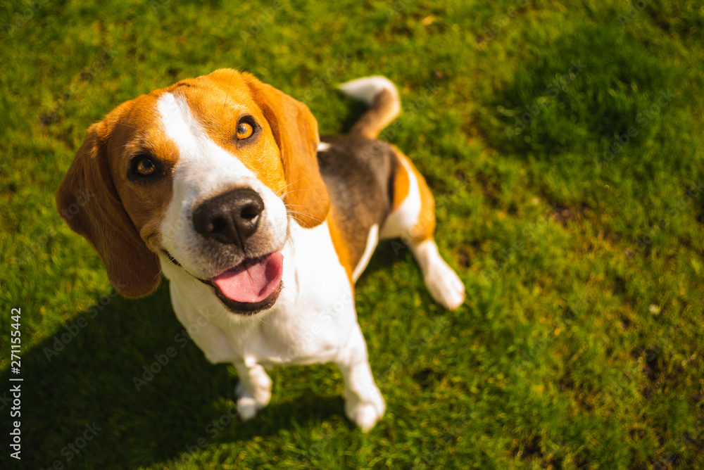 Smart cute beagle dog in park on green grass.
