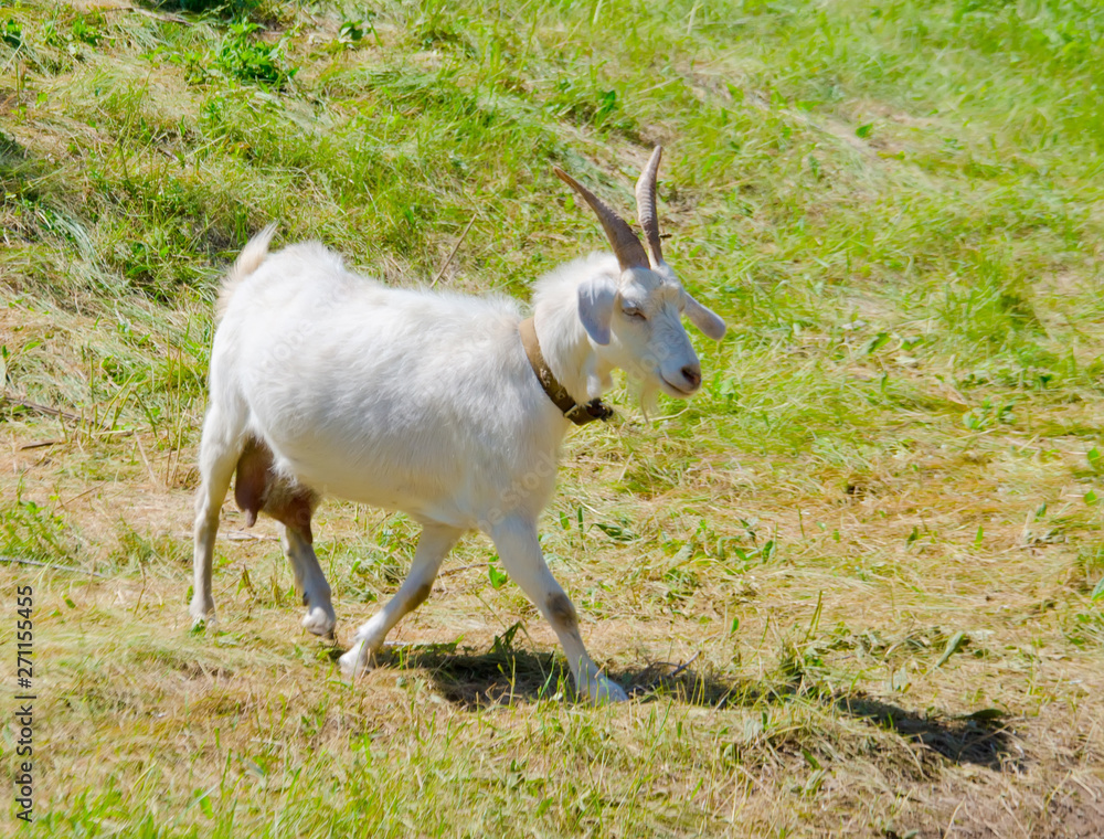 goat walks in the meadow in the summer on the farm selective focus