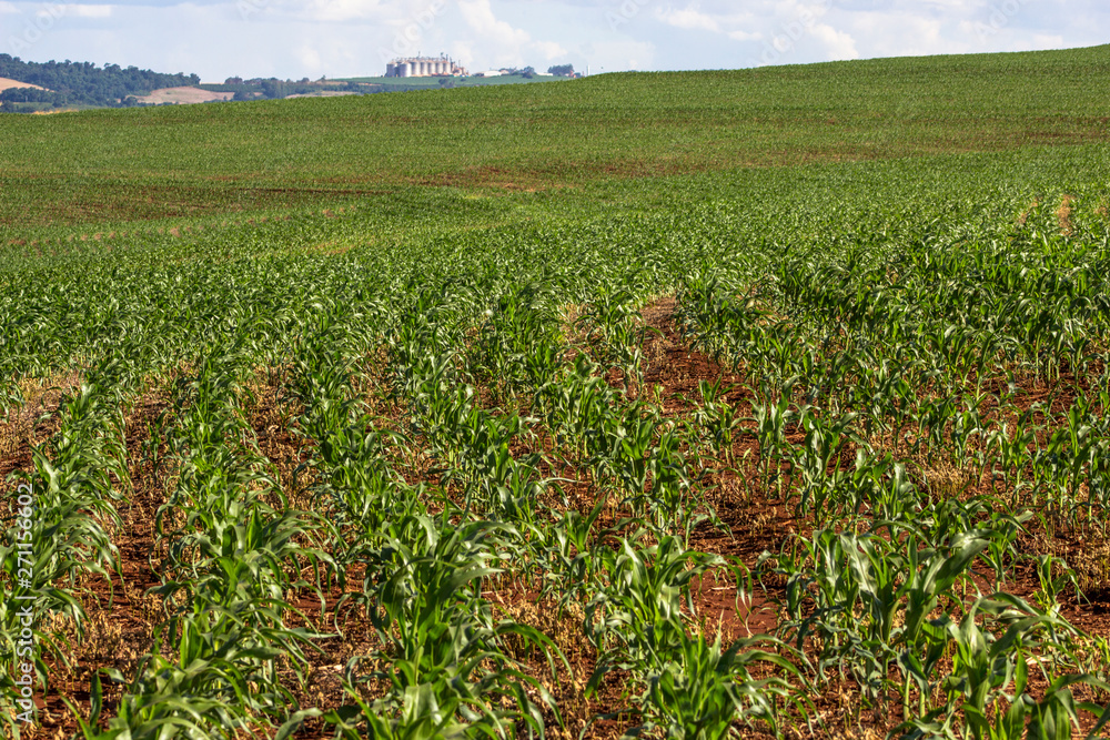 BRASIL, ROLÂNDIA, PR. 28/02/2013. MILHO. Plantação de milho, no município de Rolândia, PR. – FOTO: ALF RIBEIRO BRASIL, ROLÂNDIA, PR. 28/02/2013. MILHO. Plantação de milho, no município de Rolândia, PR. – FOTO: ALF RIBEIRO