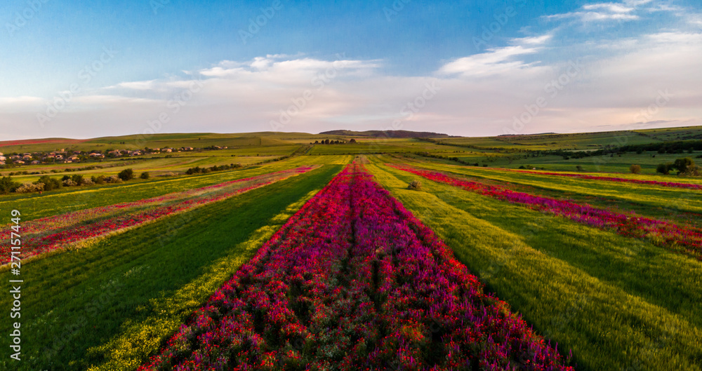 field of tulips