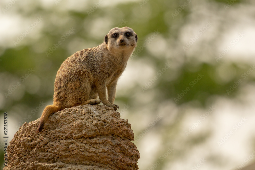 Fototapeta premium meerkat on rock
